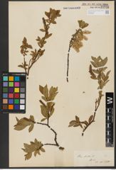 Foto von Salix hastata L.
